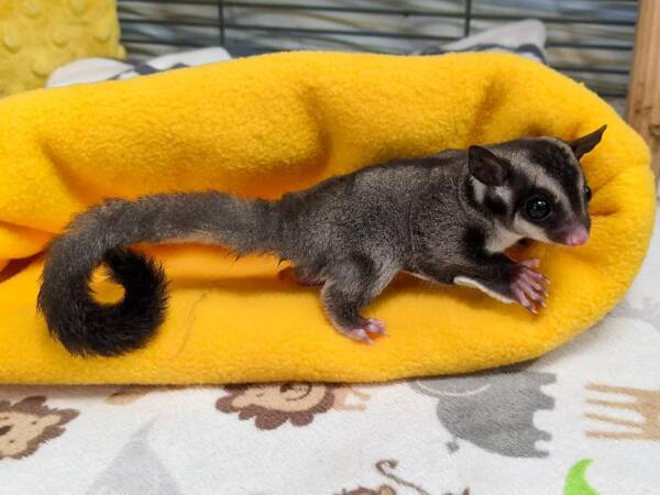 sugar glider breeders