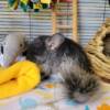 chinchillas for sale