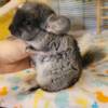 chinchillas for sale