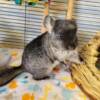 Chinchillas for Sale at Ranch of Exotic Breeds – Your Guide to Owning, Caring, and Loving These Adorable Pets