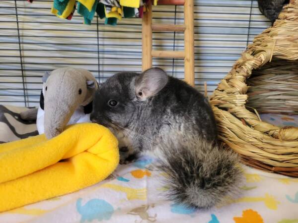 chinchillas for sale