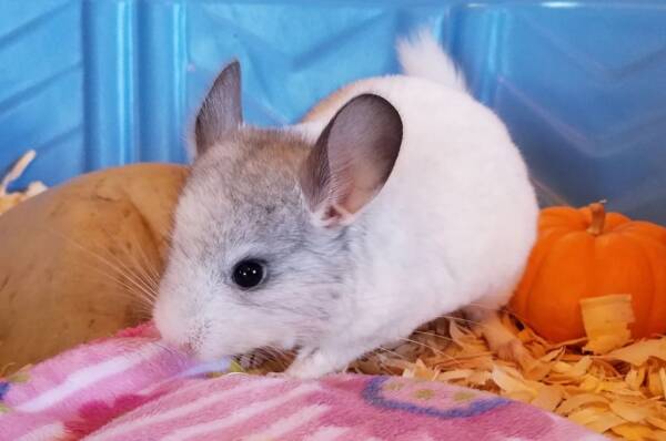 Baby Chinchillas for Sale | Healthy & Hand-Raised Exotic Pets – Ranch of Exotic Breeds