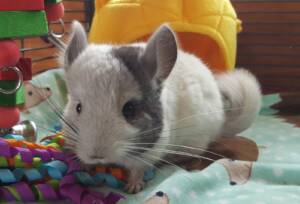 Chinchillas for Sale Near Me | Ranch of Exotic Breeds – Your Guide to Owning a Chinchilla