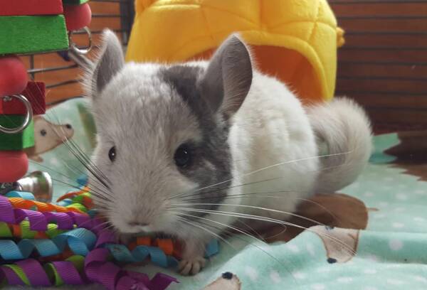 Chinchillas for Sale Near Me | Ranch of Exotic Breeds – Your Guide to Owning a Chinchilla