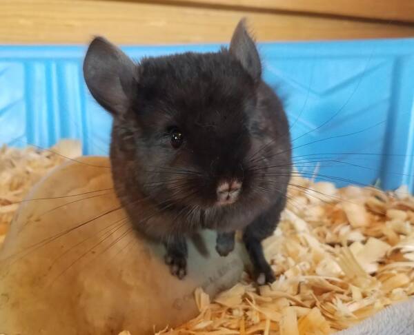 chinchillas pet for sale