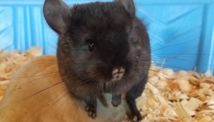 chinchillas pet for sale