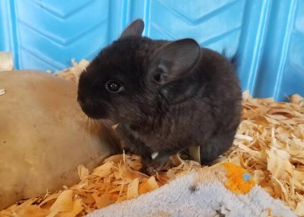 chinchillas pet for sale