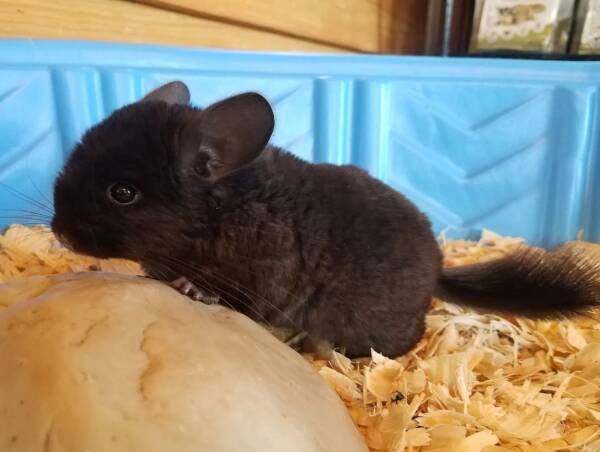 chinchillas pet for sale