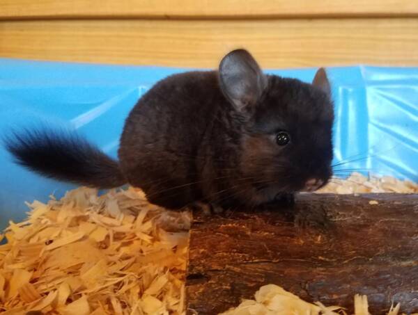 chinchillas pet for sale