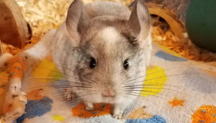 Where to Buy a Chinchilla for Sale – Your Guide to Finding the Perfect Pet at Ranch of Exotic Breeds