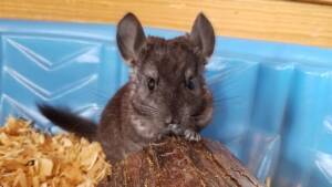 Buy Chinchillas for Your Ranch of Exotic Breeds Store | Origin, Care, Nutrition & FAQs