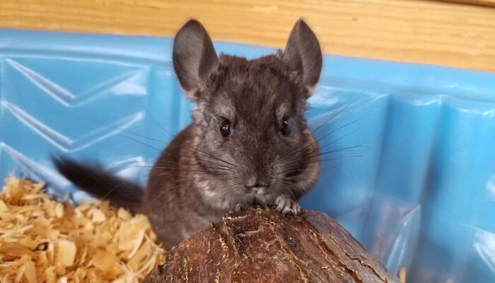 Buy Chinchillas for Your Ranch of Exotic Breeds Store | Origin, Care, Nutrition & FAQs