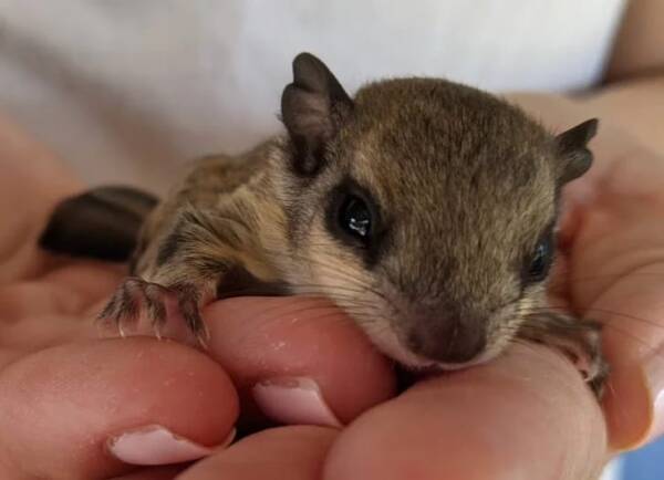 squirrel monkey for sale