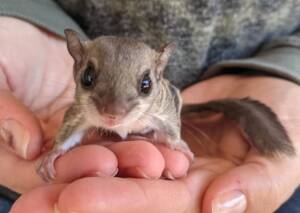 Squirrel for Sale at Ranch of Exotic Breeds – Discover Unique Breeds, Care Tips, and More!