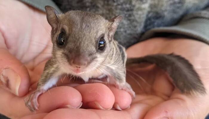 Squirrel for Sale at Ranch of Exotic Breeds – Discover Unique Breeds, Care Tips, and More!