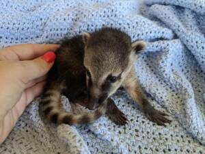 coatimundi for sale,