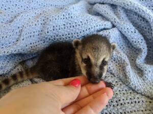 Coatimundi for Sale – Discover Exotic Pets at Ranch of Exotic Breeds