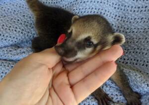 Coati for sale