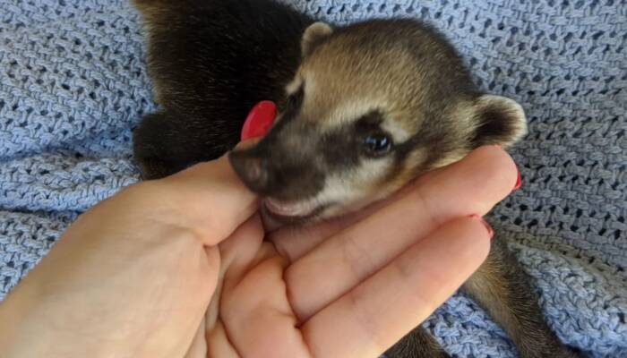 Coati for Sale at Ranch of Exotic Breeds – Your Guide to Owning a Playful and Intelligent Exotic Pet