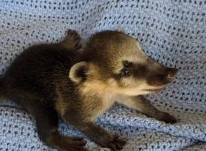 Male Coatimundi For Sale