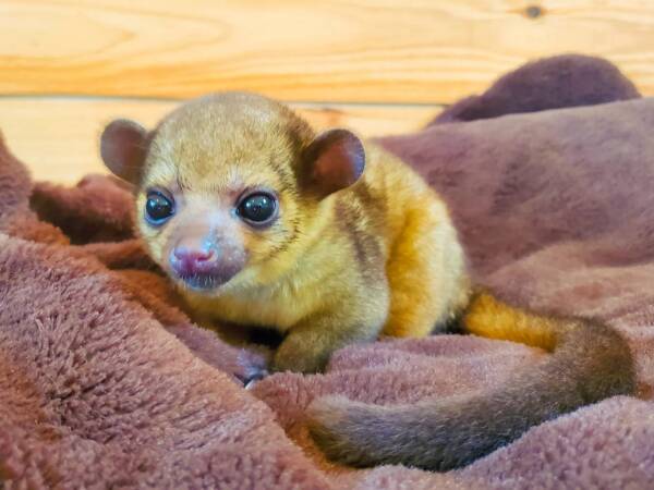 Kinkajou for Sale at Ranch of Exotic Breeds – Your Guide to Owning a Tropical Treasure