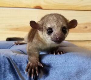 Kinkajou Pet for Sale | Ranch of Exotic Breeds – Your Trusted Source for Exotic Pets