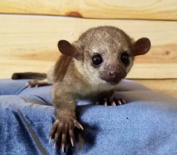 kinkajou pet