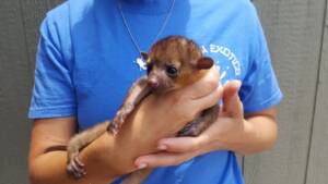 Kinkajou for Sale at Ranch of Exotic Breeds – Your Guide to Owning a Tropical Treasure