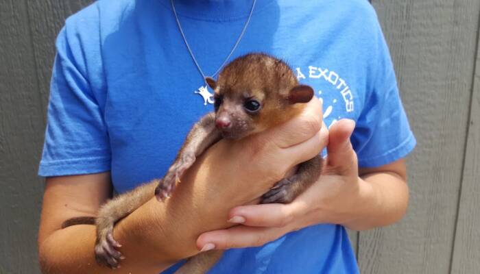 Kinkajou for Sale at Ranch of Exotic Breeds – Your Guide to Owning a Tropical Treasure