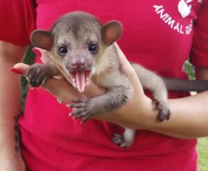 kinkajou animal