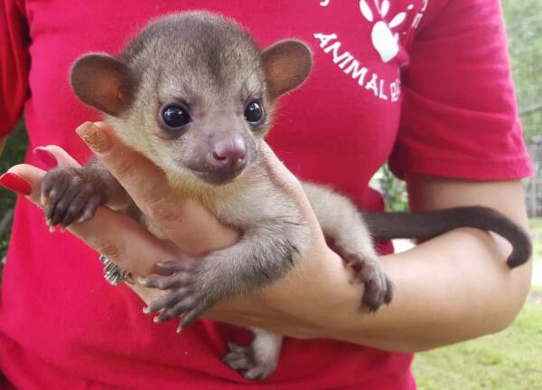 kinkajou animal