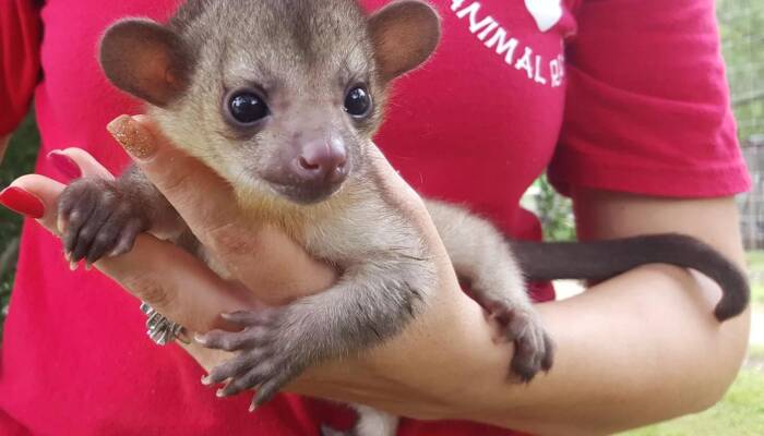 kinkajou animal