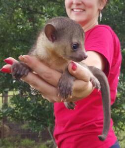 kinkajou animal