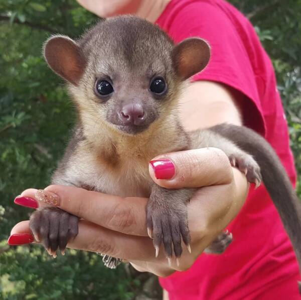 kinkajou animal