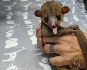 Kinkajou for Sale Cheap – Exotic Pets at Ranch of Exotic Breeds