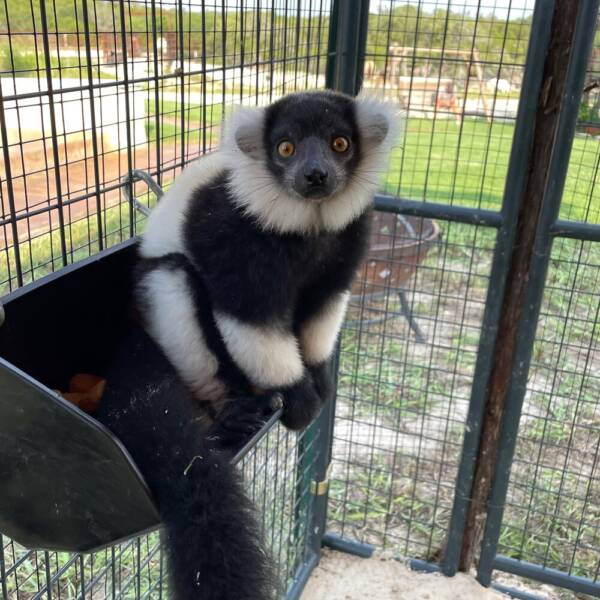 "Lemur for Sale at Ranch of Exotic Breeds – Your Guide to Owning a Lemur"