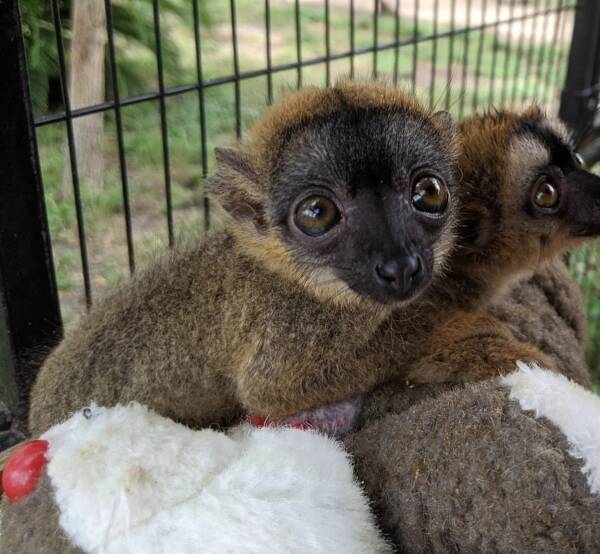 Mouse Lemur for Sale at Ranch of Exotic Breeds – Care, Nutrition, and FAQs