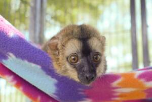 lemur for sale texas