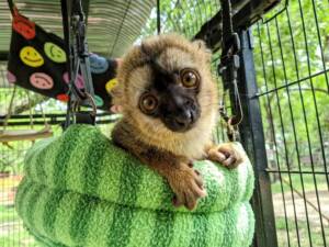 lemur for sale texas