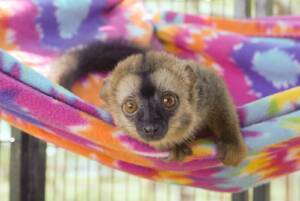 Lemur for Sale Texas | Ranch of Exotic Breeds – Your Guide to Owning a Lemur