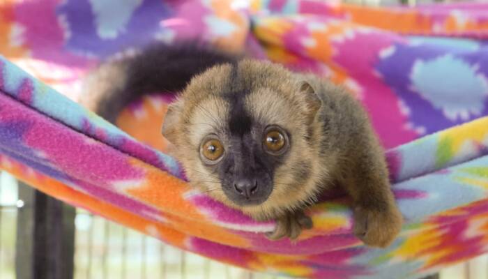 Lemur for Sale Texas | Ranch of Exotic Breeds – Your Guide to Owning a Lemur