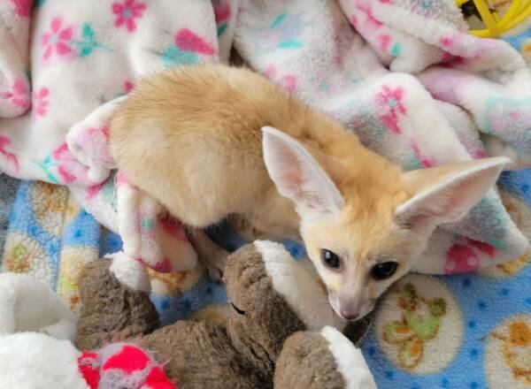 fennec fox for sale