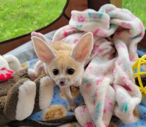 Fennec Fox for Sale | Adopt a Healthy Fennec Fox at Ranch of Exotic Breeds