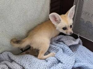 Buy Fennec Fox for Your Ranch of Exotic Breeds | Origin, Care, Nutrition & FAQs