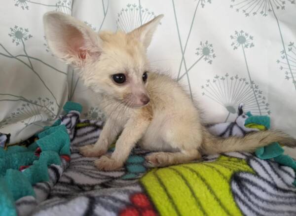 fennec fox breeders