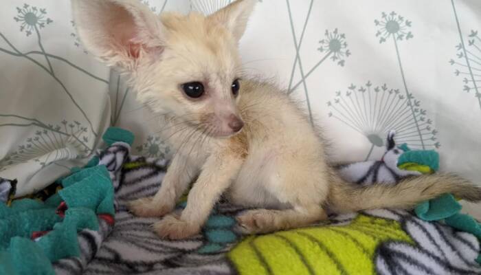 fennec fox breeders