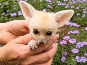 Fennec Fox for Sale Near Me | Ranch of Exotic Breeds – Your Trusted Source for Exotic Pets