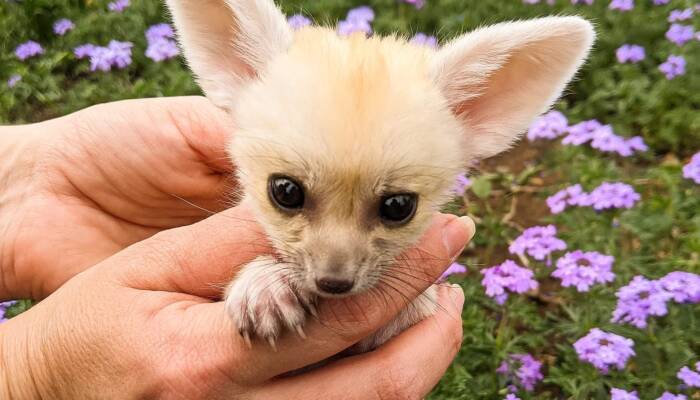 Fennec Fox for Sale Near Me | Ranch of Exotic Breeds – Your Trusted Source for Exotic Pets