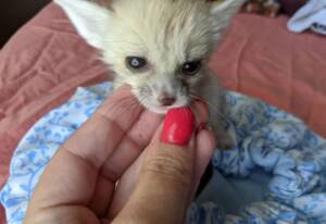 Fennec Fox for Sale NY | Ranch of Exotic Breeds – Adopt Your Desert Companion Today!