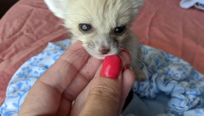 Fennec Fox for Sale NY | Ranch of Exotic Breeds – Adopt Your Desert Companion Today!